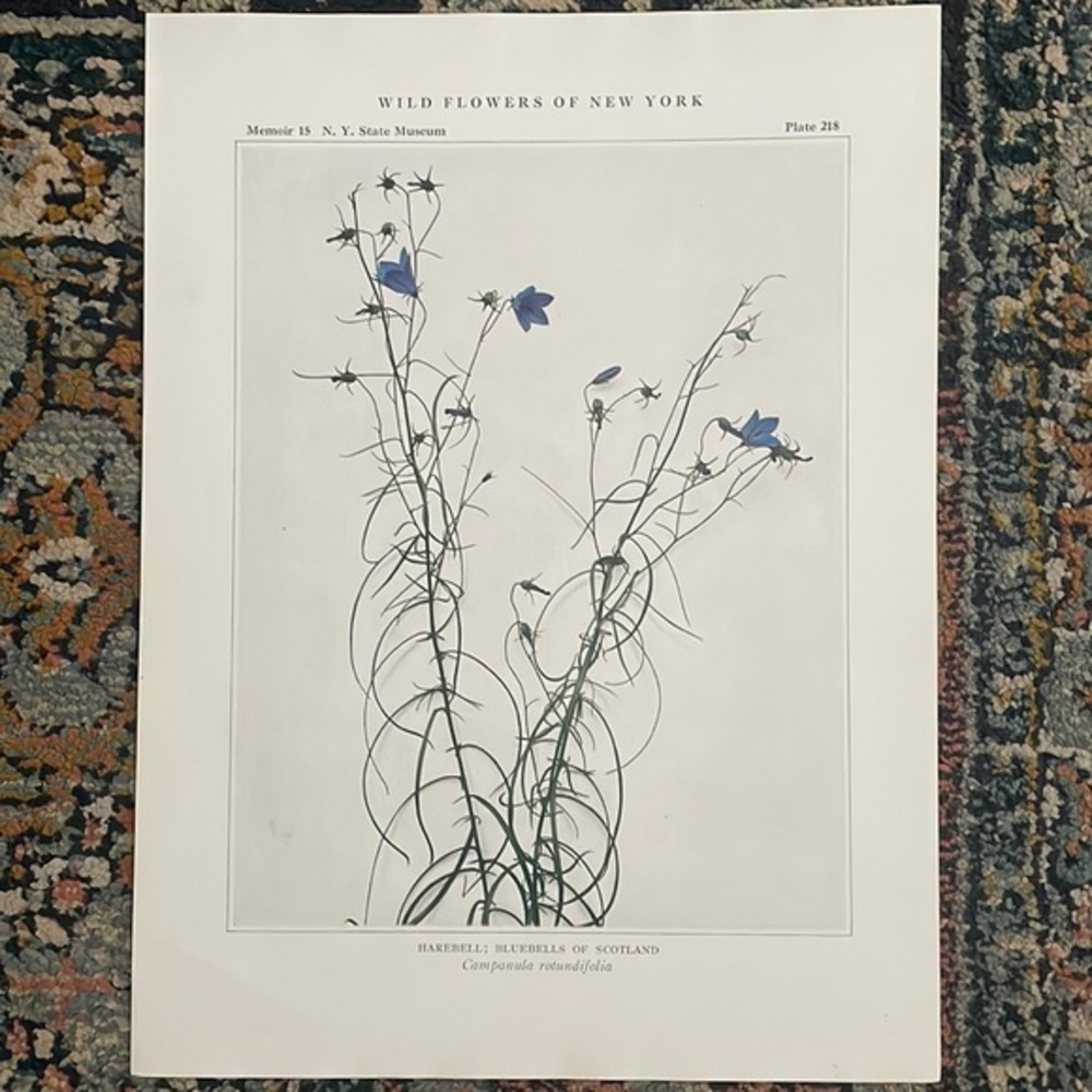🖤5/$25 Antique Botanical Print bluebells plant Original 100 year old art